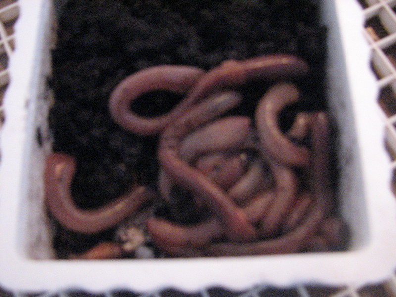 Worms
